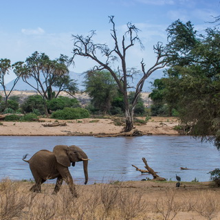 Samburu - Young elephant
